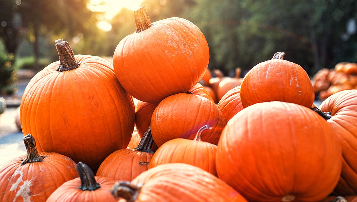 We’ve Gone Out of Our Gourds for Pumpkin — It’s in Everything Now!